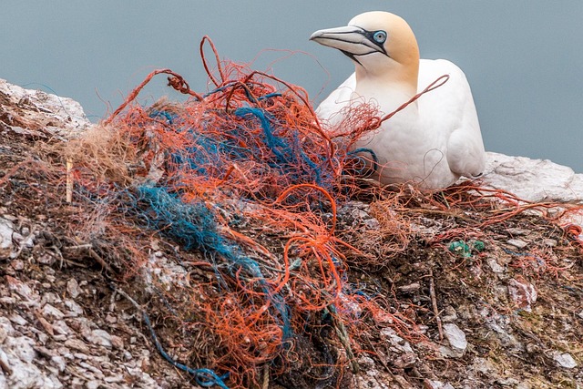 Plastics are not only present in the oceans but are also infiltrating land-based ecosystems. (Image by ds_30 via Pixabay)