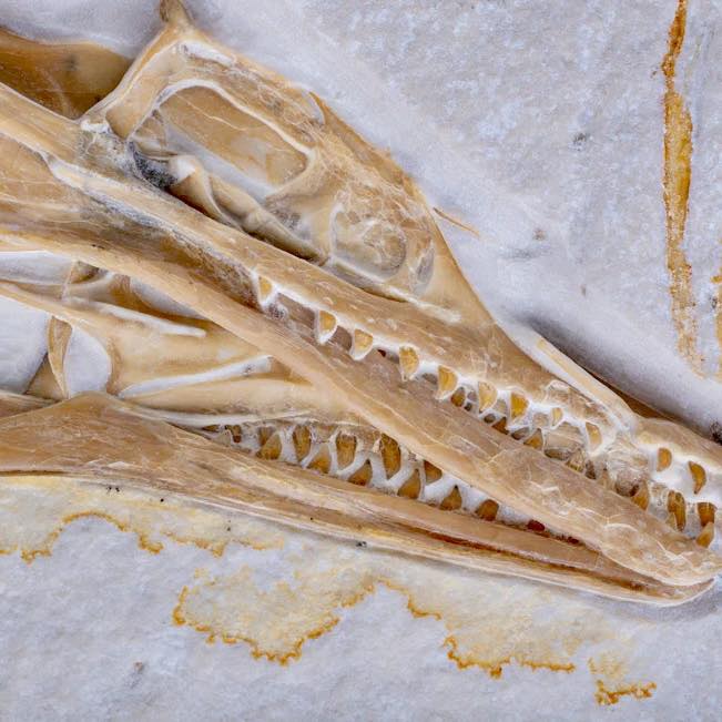 Archaeopteryx had feathers and a wishbone but also sharp teeth and a long bony tail. (Image by @vogelszijndinos via Instagram)