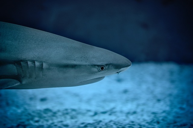 Researchers confirmed the species involved were dusky sharks, usually shy and harmless to humans. (Image by StockSnap via Pixabay)