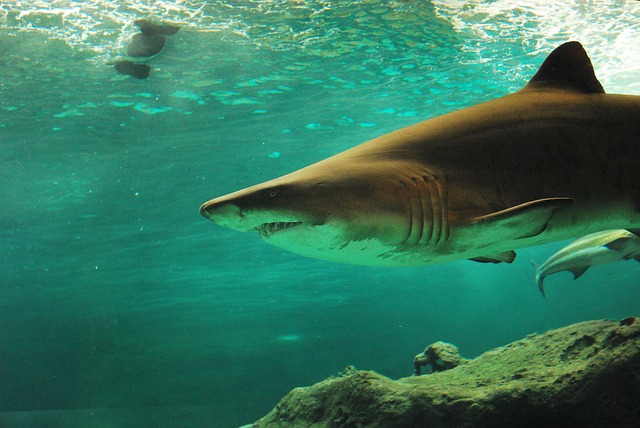 Scientists believe human feeding has caused sharks to associate people with food. (Image by merone via Pixabay)